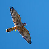 Birds of prey